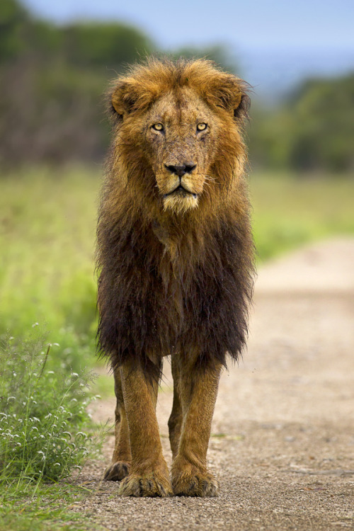 A Wet Lion by Mario Moreno