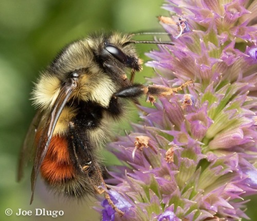 Black-tailed bumblebee (Bombus melanopygus) on anise hyssop...