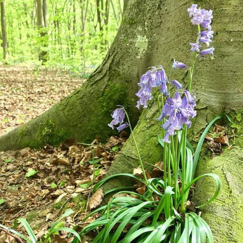 Bluebell wood, Micheldever, Hampshire. #spring...