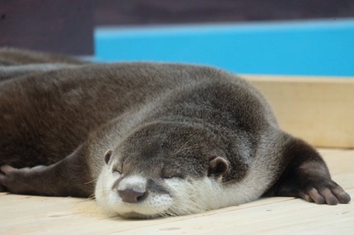 artdad:maggielovesotters:Otter just can’t stay up any...