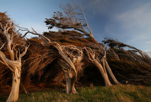 odditiesoflife:The Twisted Trees of Slope Point, New...