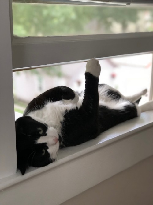 Socks is still in this window