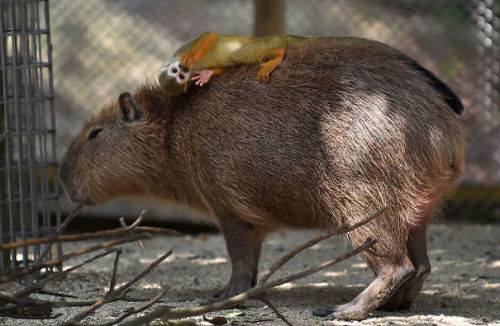 yveinthesky:boredpanda:Why Do Animals Like Capybaras So...