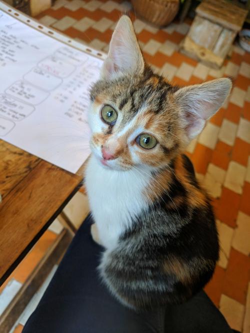 cutecatpics