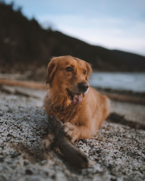 milliethegoldendog:Nothing better than a tasty stick on the...