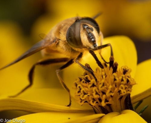 Drone fly - Eristalis tenax. Honey bee mimics, and so true to...