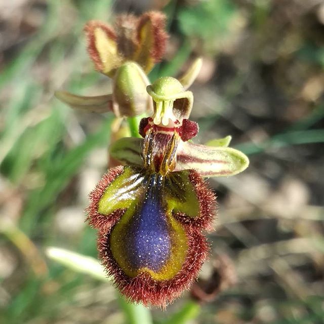 Ophrys speculum. Imatge de Xavier Béjar