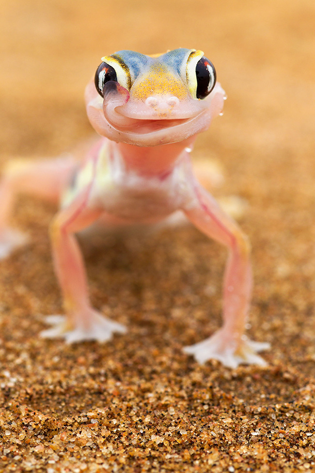 Smithsonian Magazine The Elusive Pink Web Footed Gecko Drinks Water smithsonian-magazine-the-elusive-pink-web-footed-gecko-drinks-water
