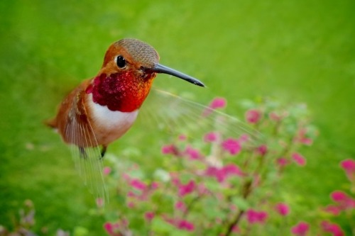 HUMMINGBIRDSJanine Linning  Photos