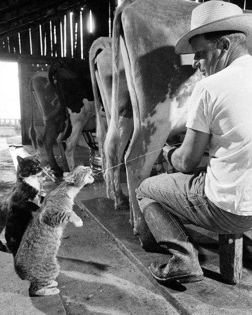 life:Cats Blackie & Brownie catching squirts of milk during...