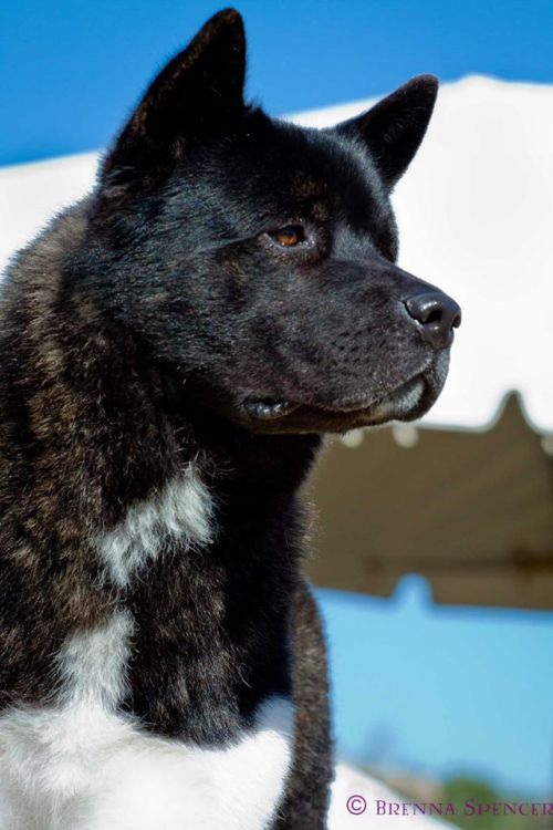 american akita on Tumblr