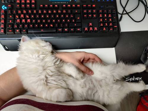 bringmecatsposts