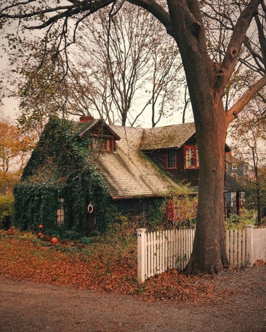 Vining Cabin Tumblr