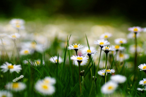 blooms-and-shrooms:happy sunday! by SandraSphotos...