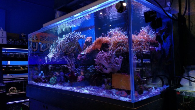living art aquarium madison