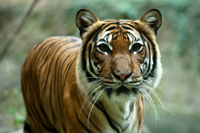 Download 780 Background Hijau Harimau HD Terbaru