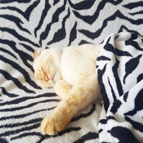 atraversso:My name is Coconut and i love sleeping.Credit:...