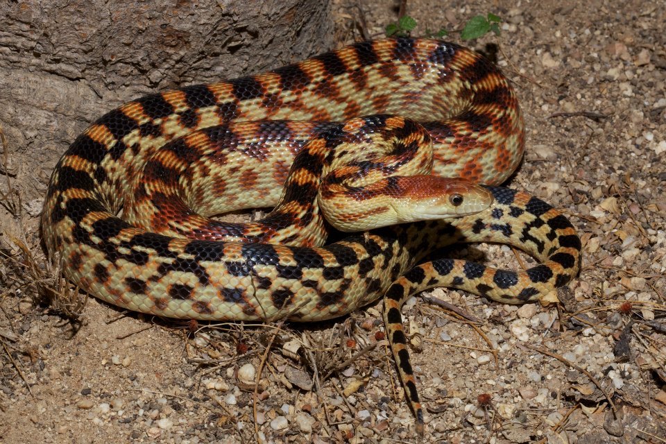 Reptile Facts - rhamphotheca: The Cape Gopher Snake aka Baja...