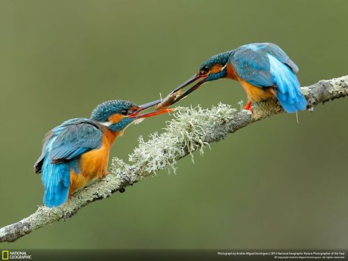 Finalists From The 2016 National Geographic Nature...