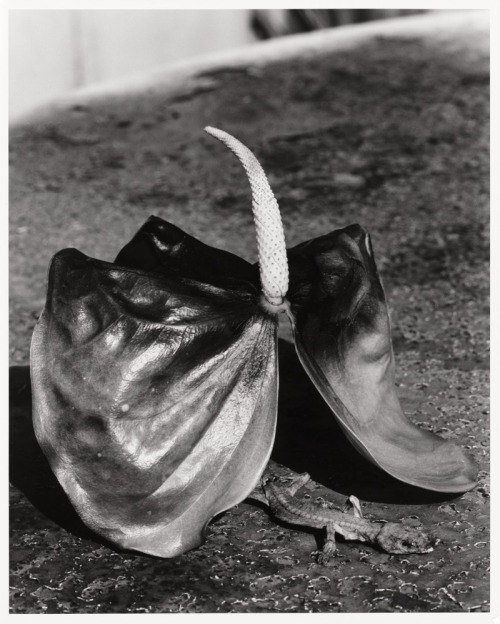 someplacealongtheway:Nobuyoshi Araki