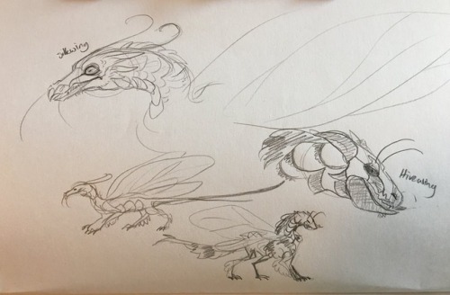 dragon hivewing hivewings wings of fire silkwings silkwing meepmorps