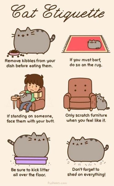 funny pusheen cat