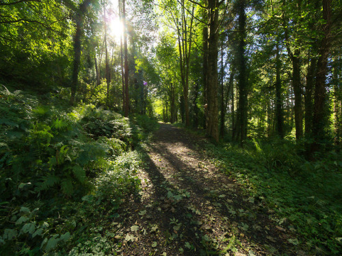 90377:Glenarm Forest by jonas andersson