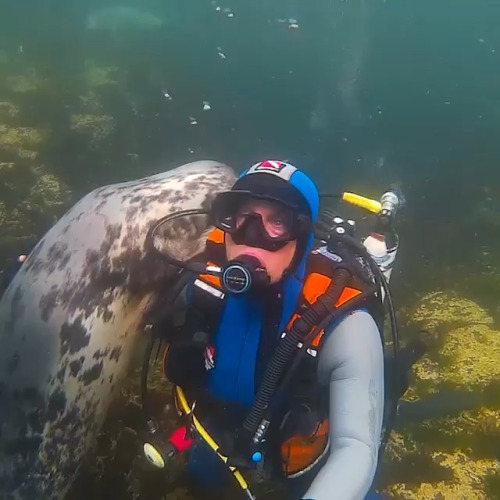 Sea puppy wants cuddles (Source: https://ift.tt/2zSV611)