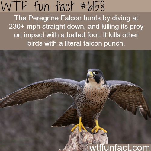 peregrine falcon speed limit