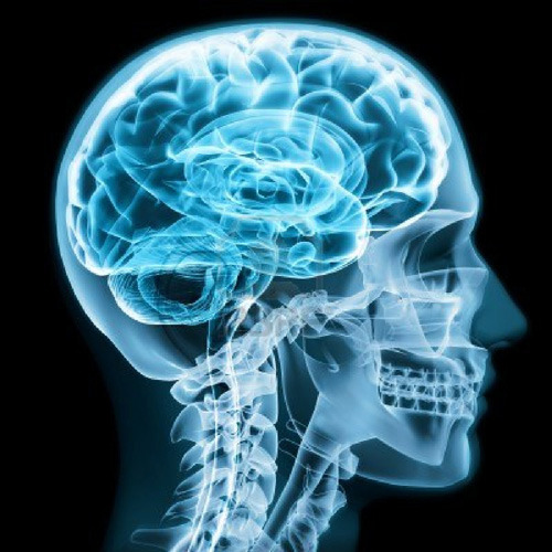 A Brain System That Appears To >> Neuroscience A Brain System That Appears To Compensate For A Brain System That Appears To >> Neuroscience A Brain System That Appears To Compensate For