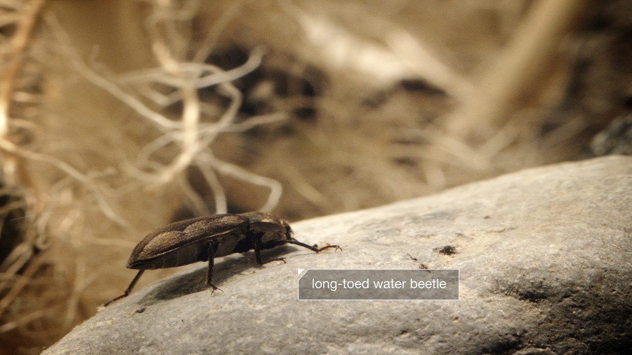 Kqedscience How Beetles Breathe Underwater Air Breathing