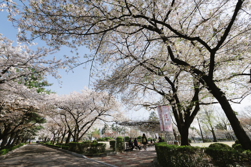 rjkoehler:Cherry blossoms at Jeongdok Library.