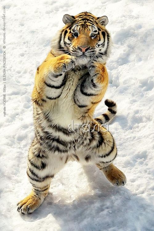 sifu-taichi-kungfu:Kung fu. Wow. They can all Kung fu....