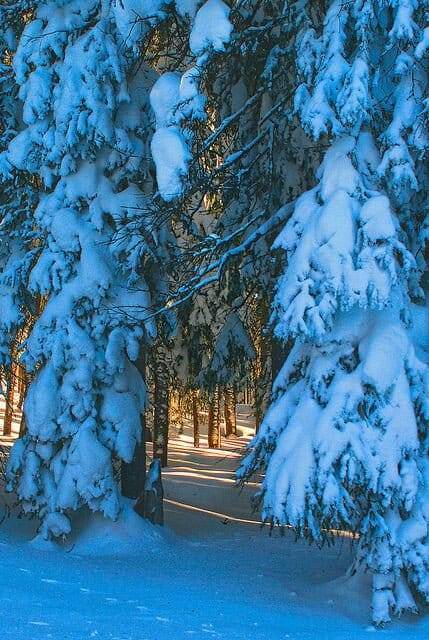 winterchristmastime