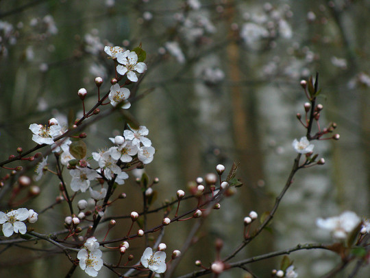 Cherry Plum Blooming