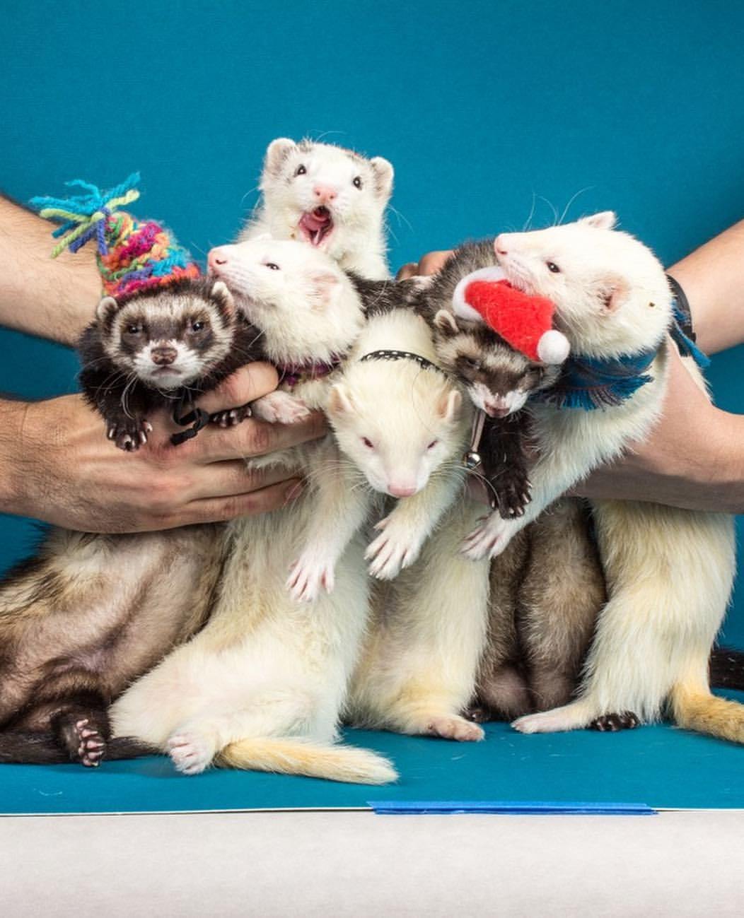 our generation ferret