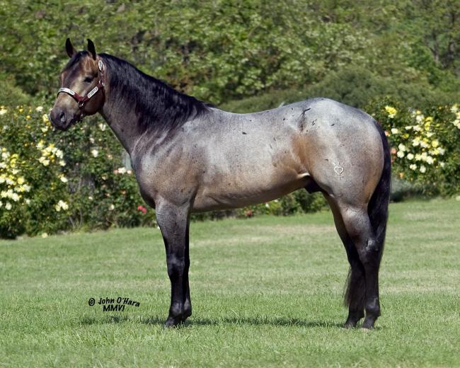 Sooty Buckskin Roan - Kuroi