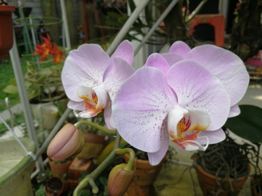 orchids on Tumblr