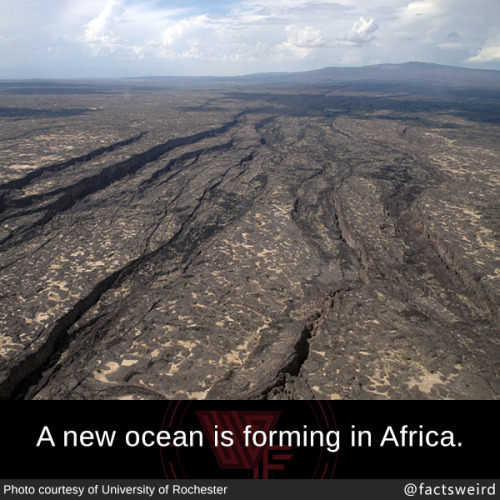 mindblowingfactz:A new ocean is forming in Africa. 