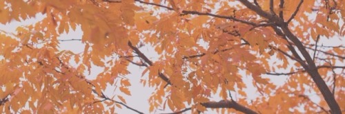 autumn twitter headers tumblr autumn headers