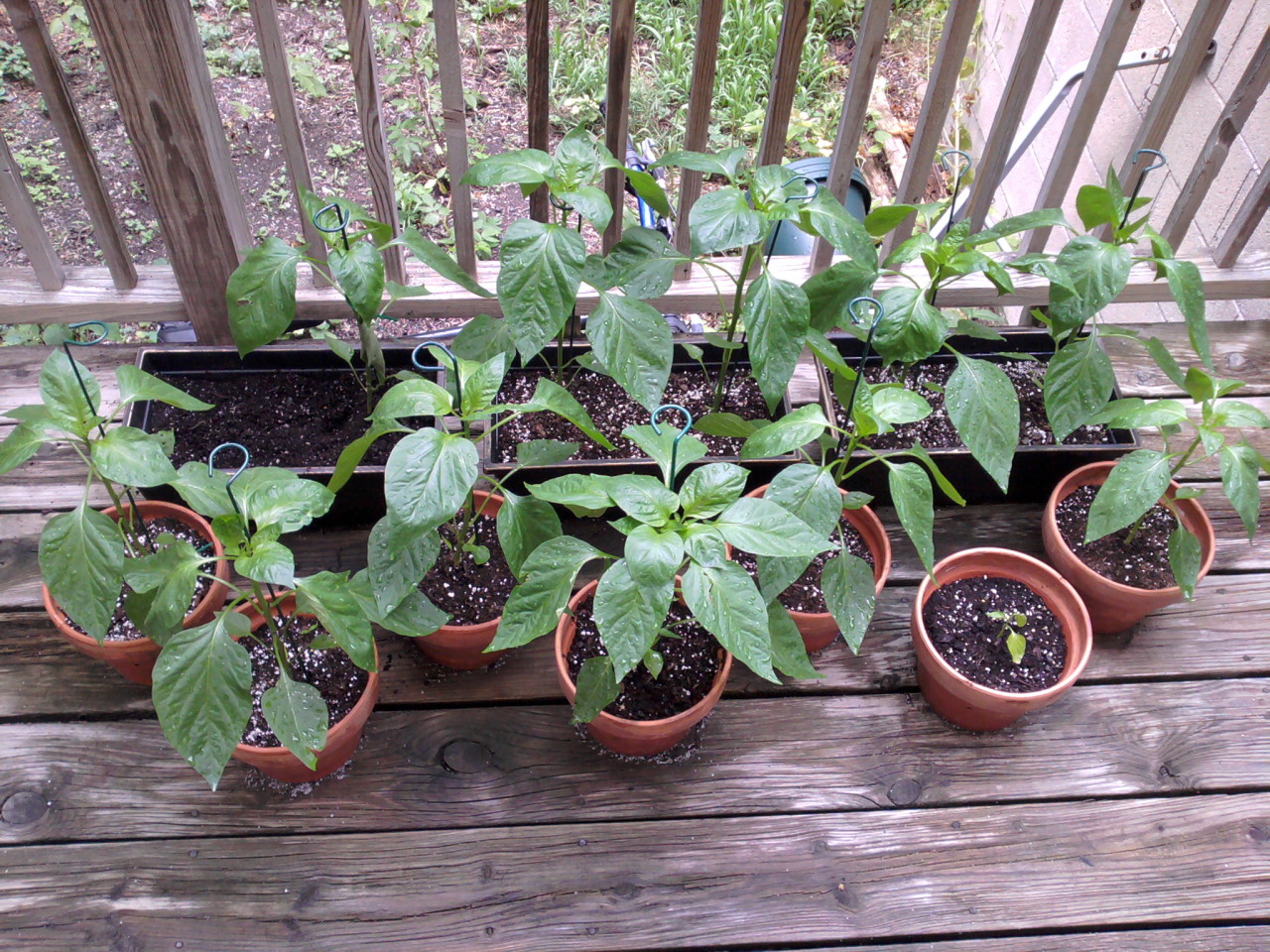 twelve pepper seedlings in terracotta pots and plastic windowboxes