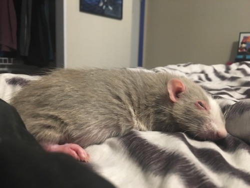 Dumbo Rat On Tumblr