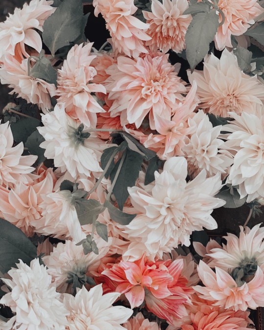 flower aesthetic on Tumblr