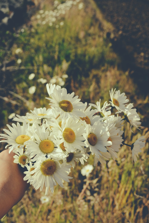 daisy flowers on Tumblr