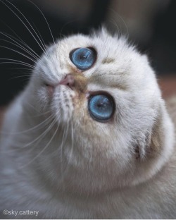 omg look that beautiful eyes