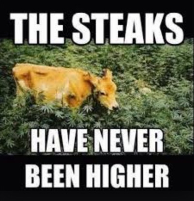 Image result for cows grazing on pot- the steaks have never been higher pics