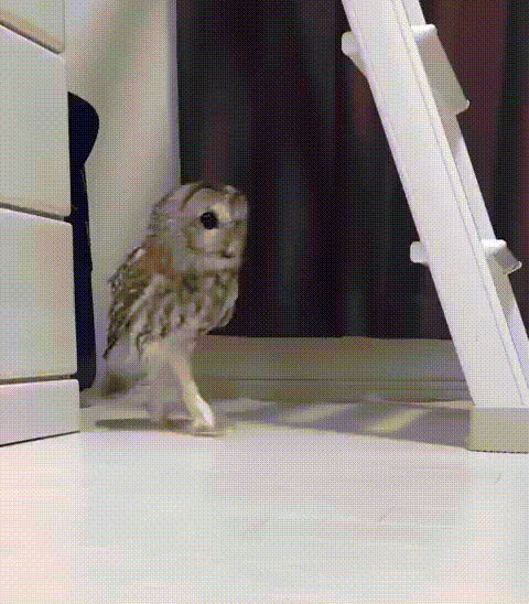 awwww-cute:
â€œSneaky owl (Source: http://ift.tt/2DYIkRo)
â€