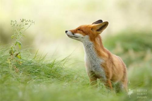 magicalnaturetour:Zen Foxes by Roeselien...