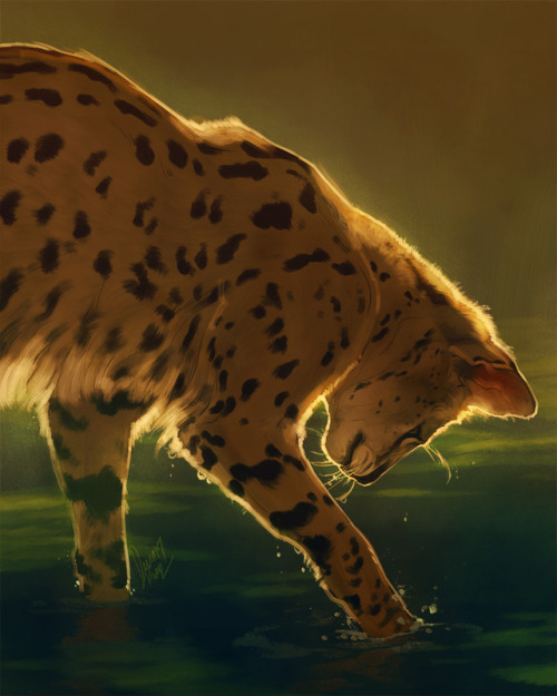 tamberella:Big cat portraits of mine from the last couple of...