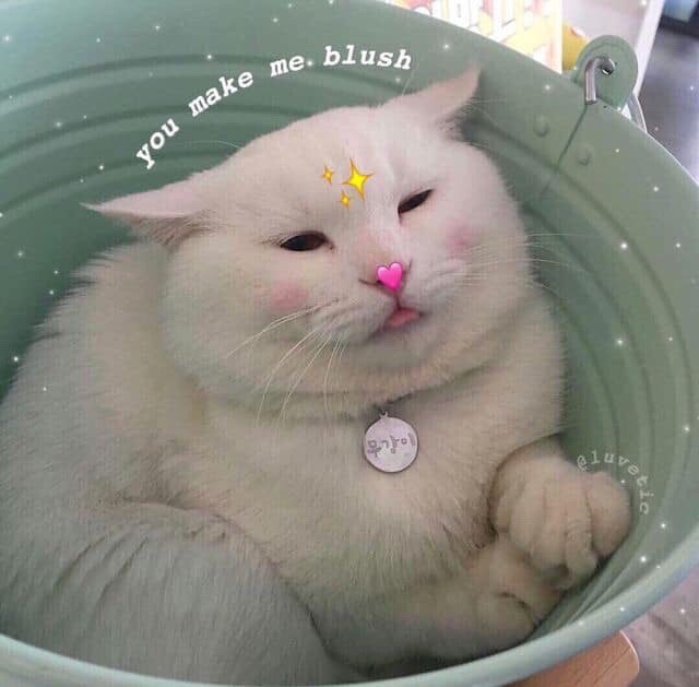Download Wholesome Cat Meme Hearts | PNG & GIF BASE